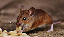 24 Hour & Emergency Exterminators in Atwood, WI